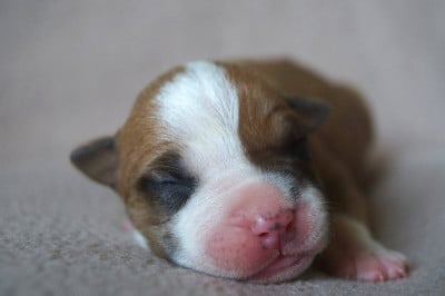 Les chiots de American Staffordshire Terrier