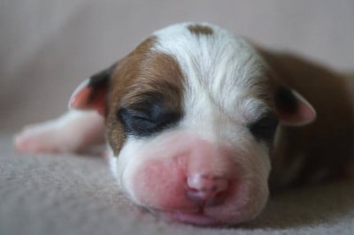 Les chiots de American Staffordshire Terrier
