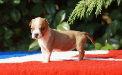 Les chiots de American Staffordshire Terrier