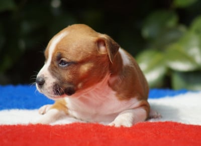 Les chiots de American Staffordshire Terrier