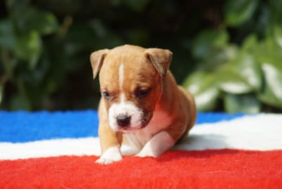 Les chiots de American Staffordshire Terrier