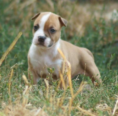 Les chiots de American Staffordshire Terrier