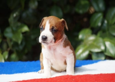 Les chiots de American Staffordshire Terrier