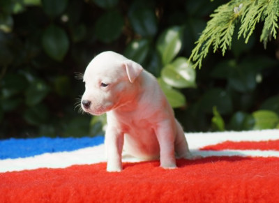 Les chiots de American Staffordshire Terrier
