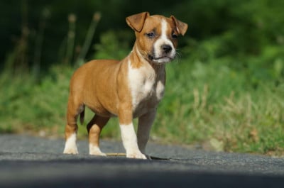 Les chiots de American Staffordshire Terrier