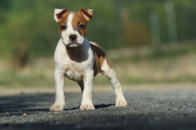 Les chiots de American Staffordshire Terrier