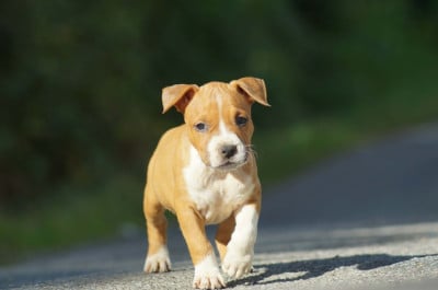 Les chiots de American Staffordshire Terrier