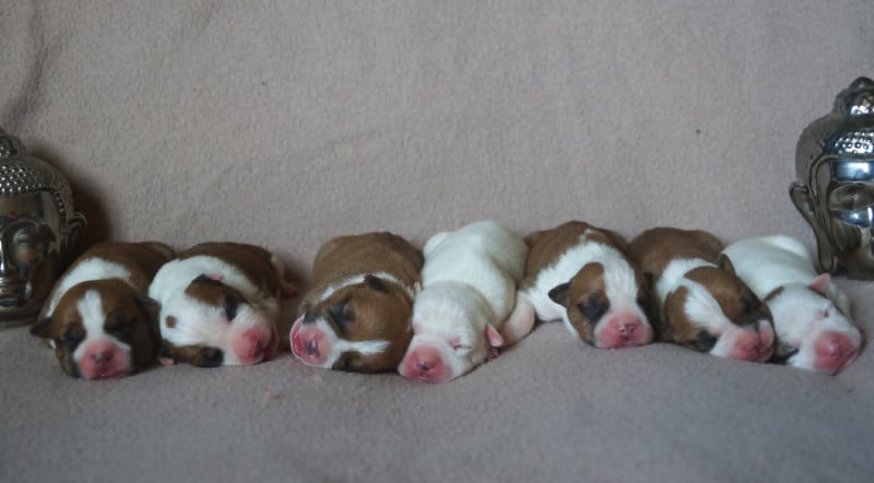 American Staffordshire Terrier - Du Royaume De Tag