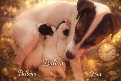 Des Puppies De Madras