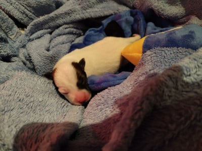 "BIA" - Parson Russell Terrier