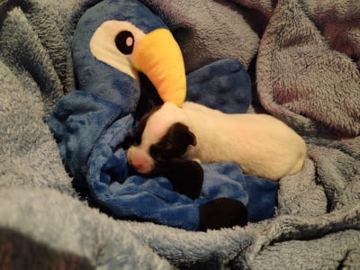 Parson Russell Terrier