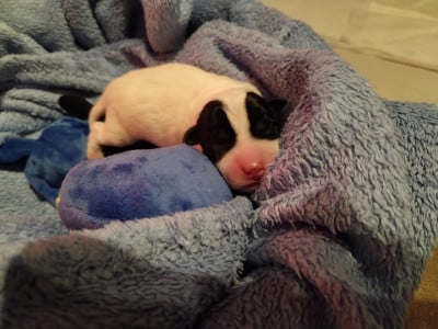 "Balian" - Parson Russell Terrier