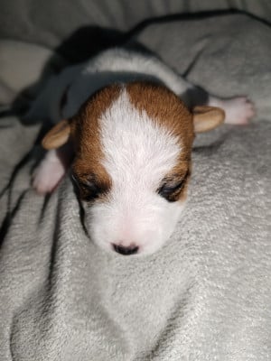 Les chiots de Jack Russell Terrier