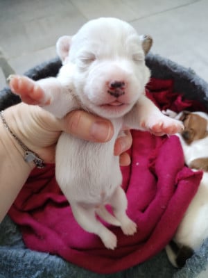 Les chiots de Jack Russell Terrier