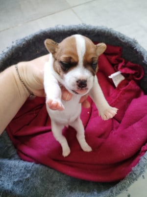 Les chiots de Jack Russell Terrier