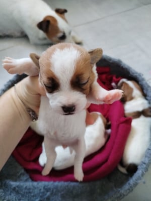 Les chiots de Jack Russell Terrier