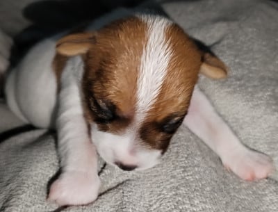 Les chiots de Parson Russell Terrier