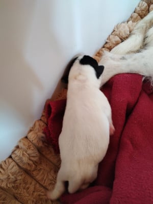 Les chiots de Parson Russell Terrier