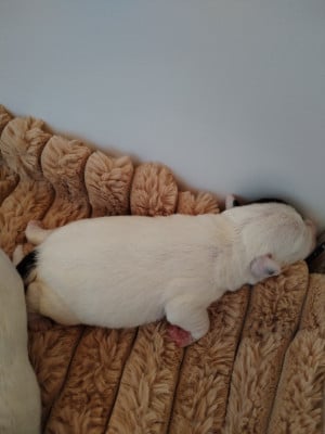 Les chiots de Parson Russell Terrier