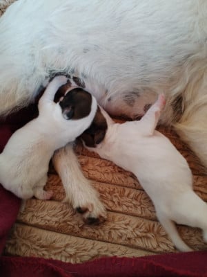 Les chiots de Parson Russell Terrier