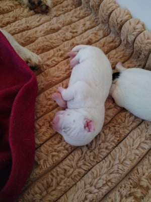 Les chiots de Parson Russell Terrier