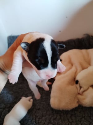 Les chiots de Parson Russell Terrier