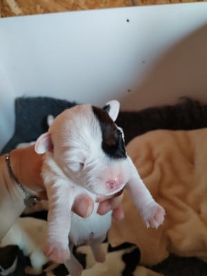 Les chiots de Parson Russell Terrier