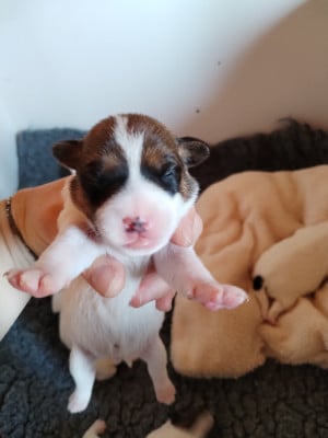 Les chiots de Parson Russell Terrier
