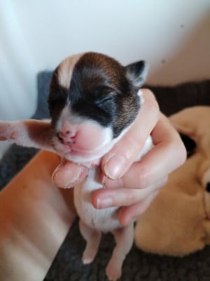 Les chiots de Parson Russell Terrier