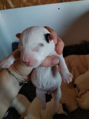 Les chiots de Parson Russell Terrier