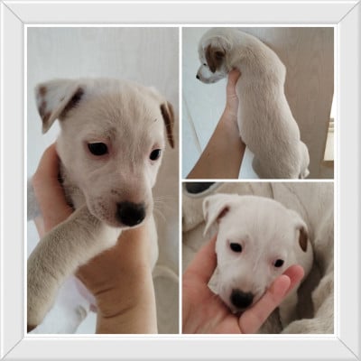 Les chiots de Jack Russell Terrier