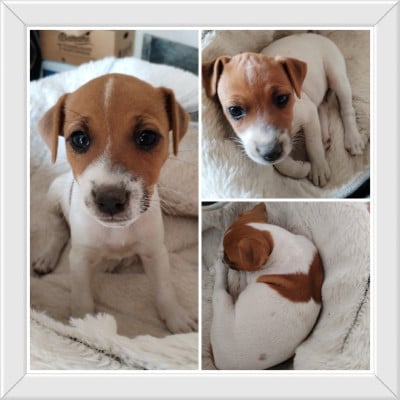 Les chiots de Jack Russell Terrier