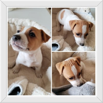 Les chiots de Jack Russell Terrier