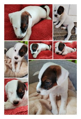 Les chiots de Parson Russell Terrier