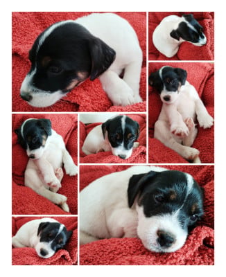 Les chiots de Parson Russell Terrier