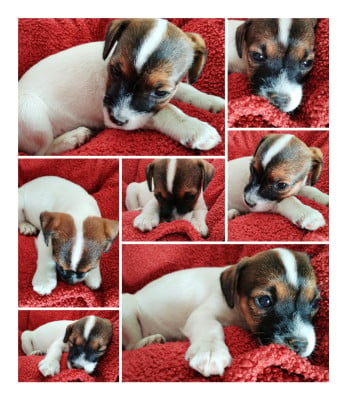 Les chiots de Parson Russell Terrier