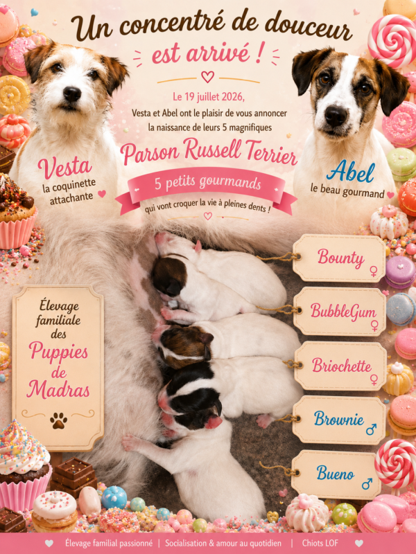 Parson Russell Terrier - Des Puppies De Madras