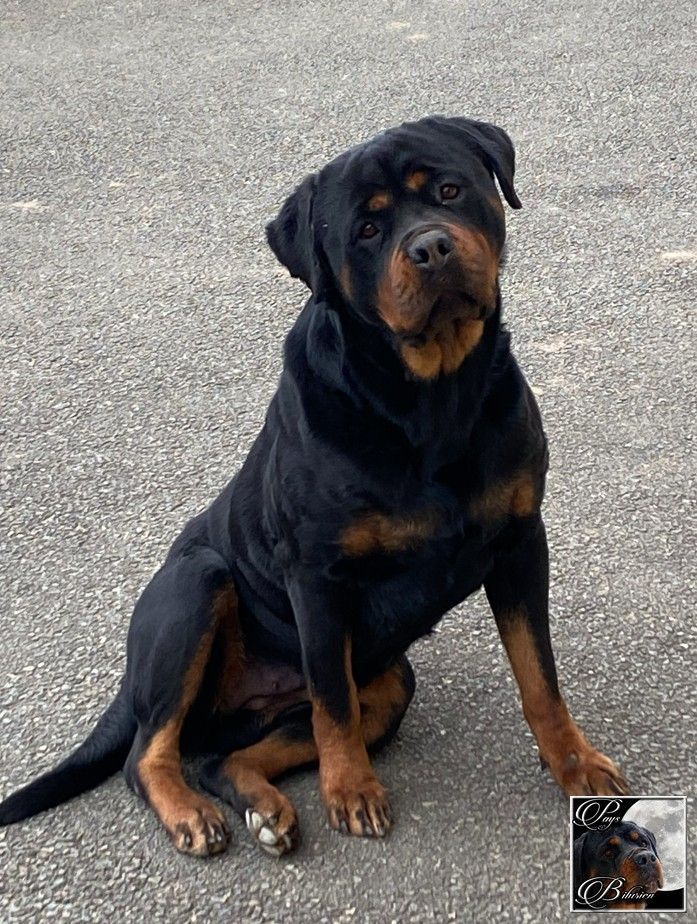 SANIA DU PAYS BILURIEN