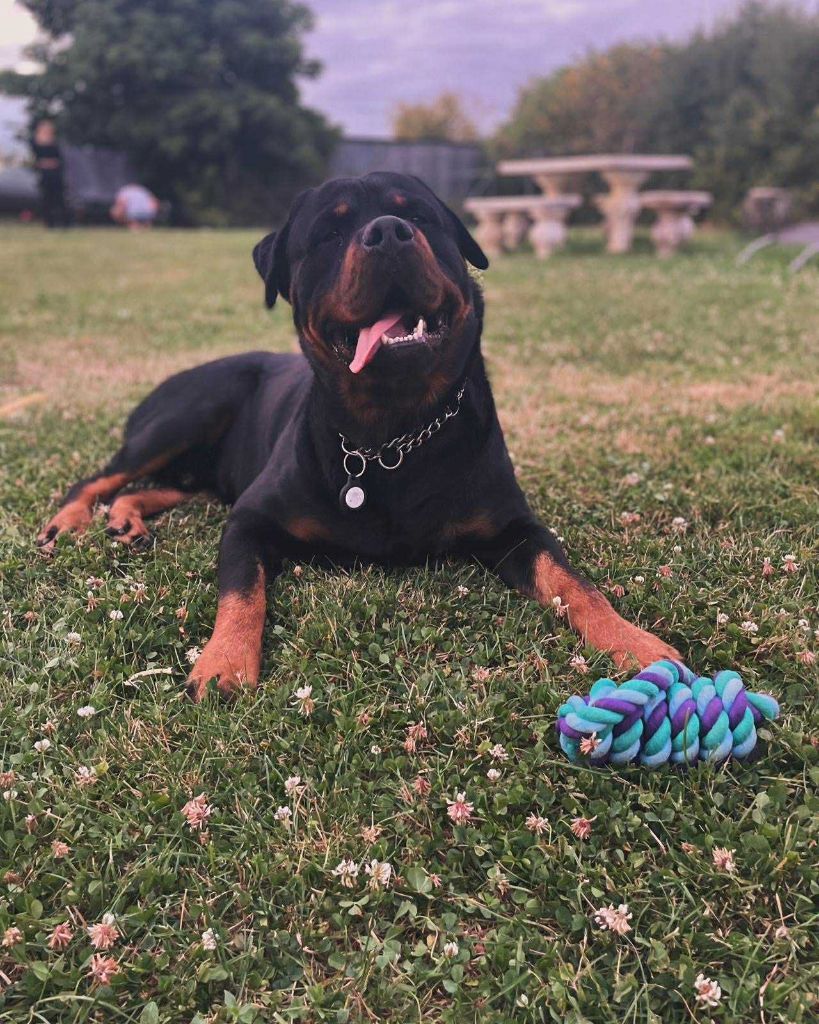 SYRIUS DU PAYS BILURIEN