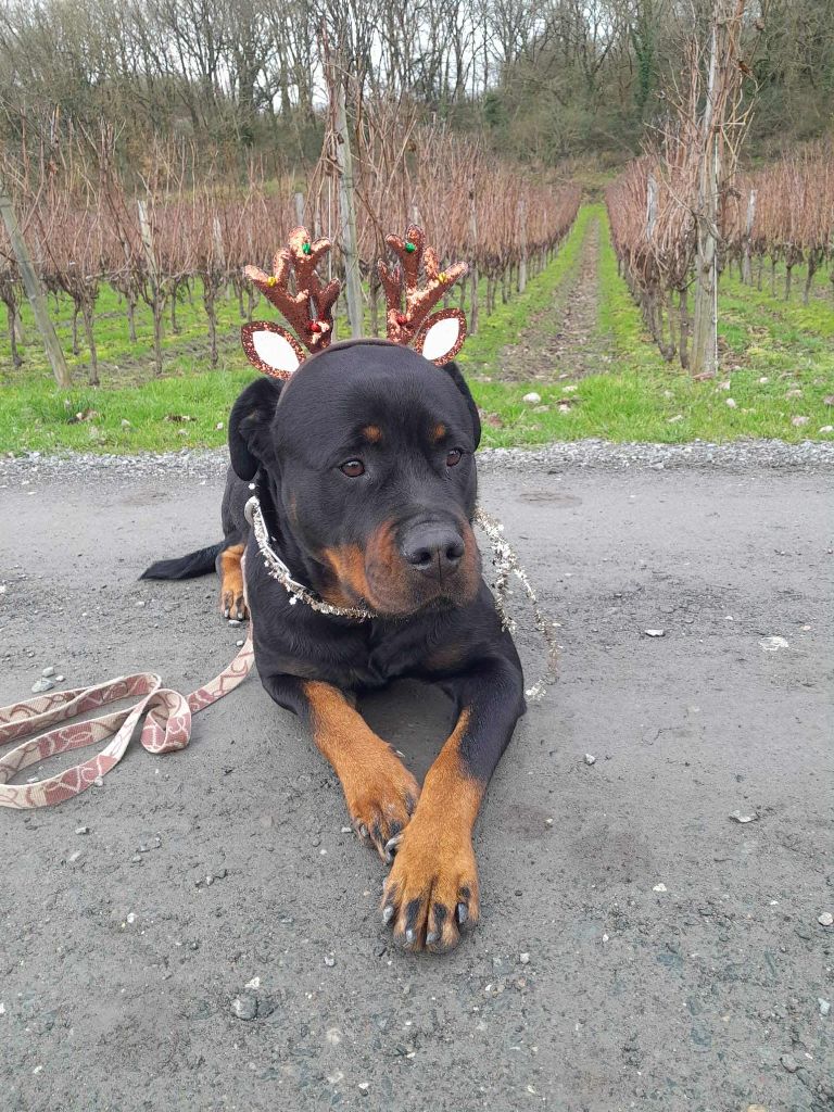 SAKAILLE DU PAYS BILURIEN