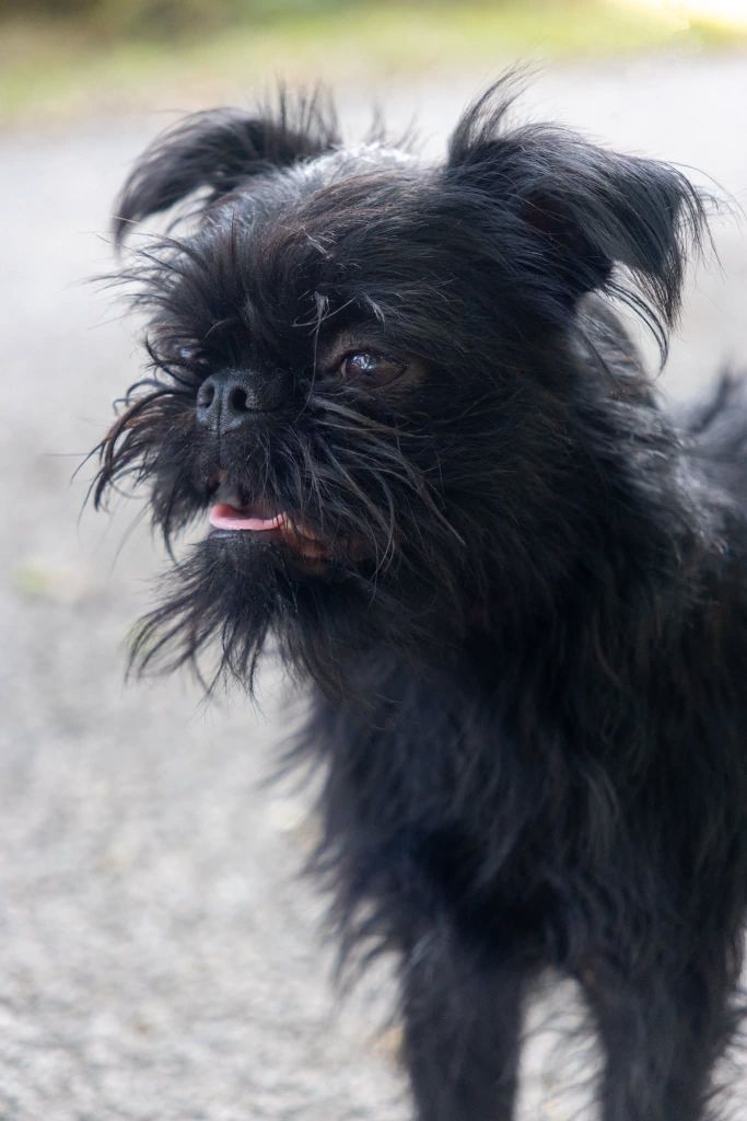 Virus de l'amour Du Domaine De Lorien