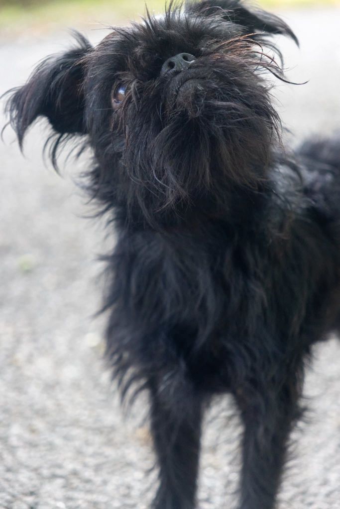 Virus de l'amour Du Domaine De Lorien