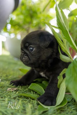 Les chiots de Carlin
