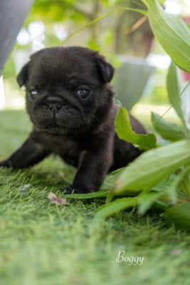 Les chiots de Carlin