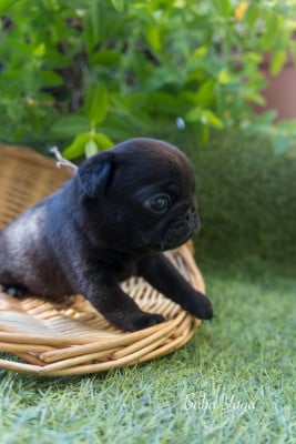 Les chiots de Carlin
