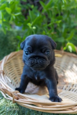 Les chiots de Carlin