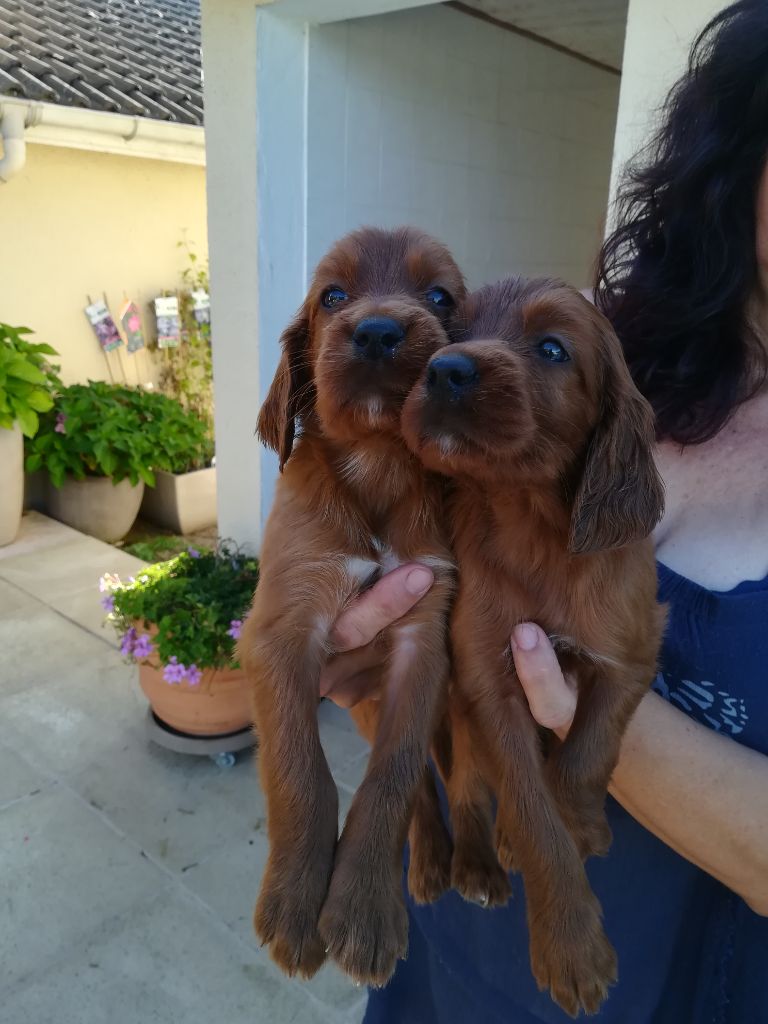 CHIOT - Setter irlandais rouge