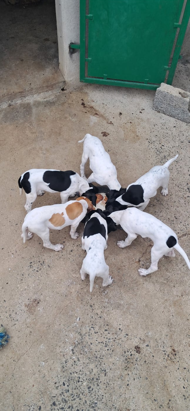 Chiot N°3 - Pointer