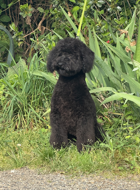 Ailante Rosidée du Chevalier Gascon