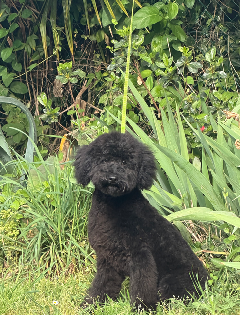 Ailante Rosidée du Chevalier Gascon